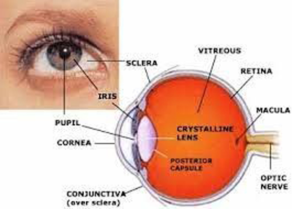 Injectable Sodium Hyaluronic Acid / Eye Surgey Hyaluronate Dermal Filler